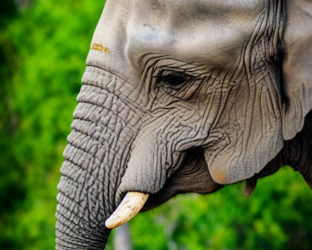 Elephant's head details: eye, trunk, and tusk in close-up view