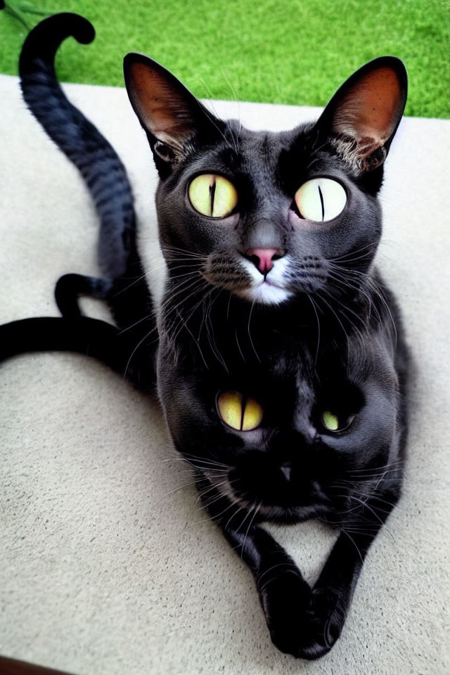 Black Cat with Yellow Eyes Resting on Green Carpet