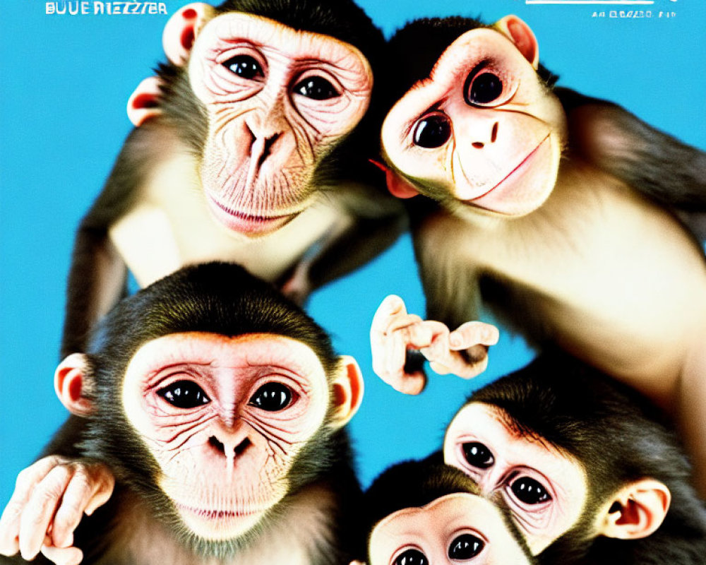 Four chimpanzees' faces on bright yellow background with overlay text