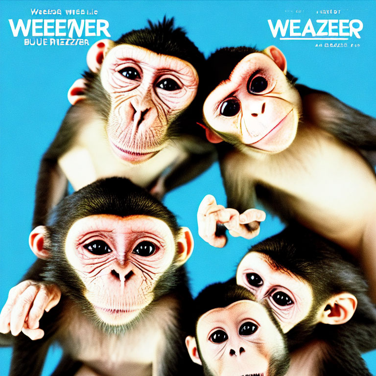 Four chimpanzees' faces on bright yellow background with overlay text