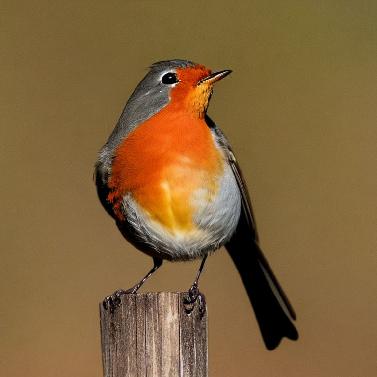 Robin perched on wooden post with orange breast and gray feathers