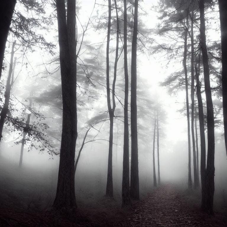 Monochrome misty forest with tall trees and narrow path