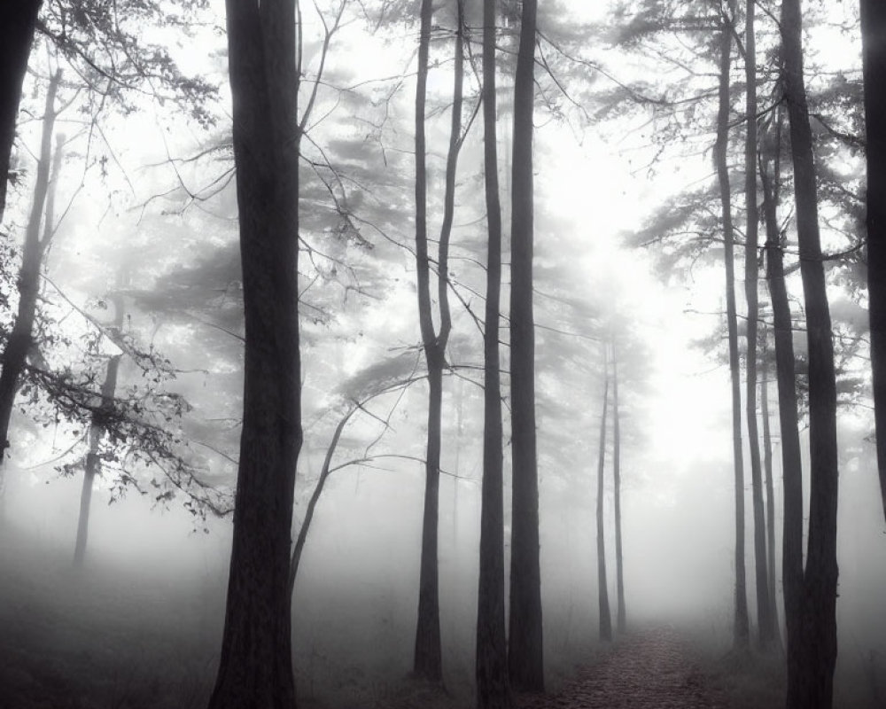 Monochrome misty forest with tall trees and narrow path