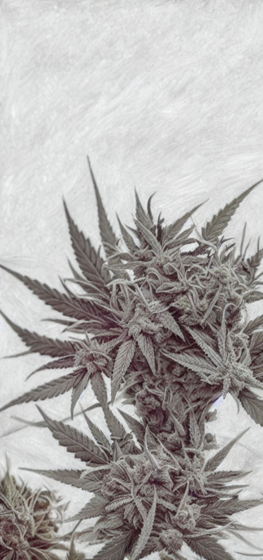 Monochromatic stylized image of detailed cannabis plant.