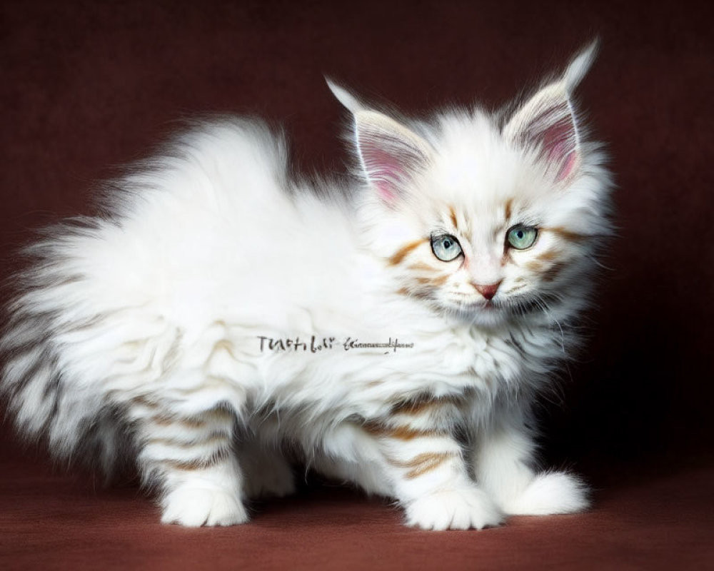 White and Brown Kitten with Blue Eyes on Red Background