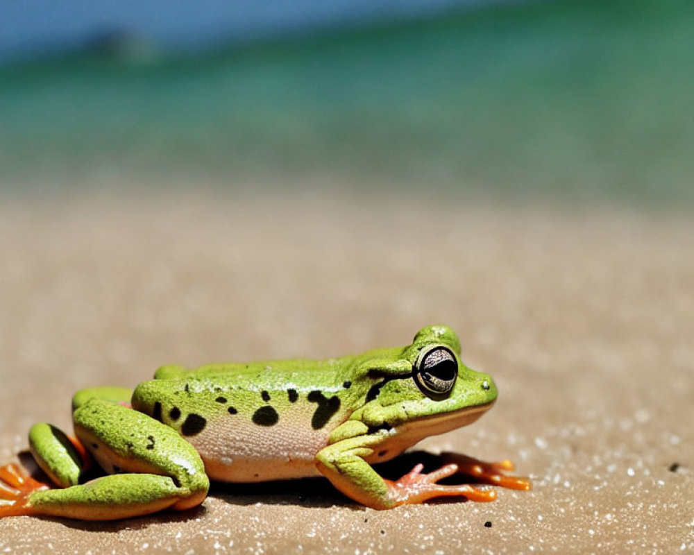 Green Frog with Black Spots and Orange Feet Resting on Sandy Beach