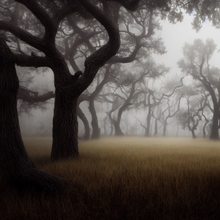 Twisted Trees in Misty Forest with Tall Grass