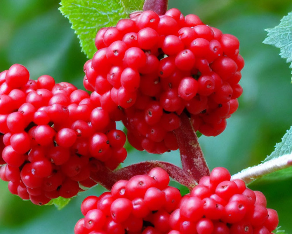 Ripe Red Berries on Stem with Green Leaves Background