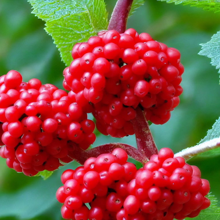 Ripe Red Berries on Stem with Green Leaves Background