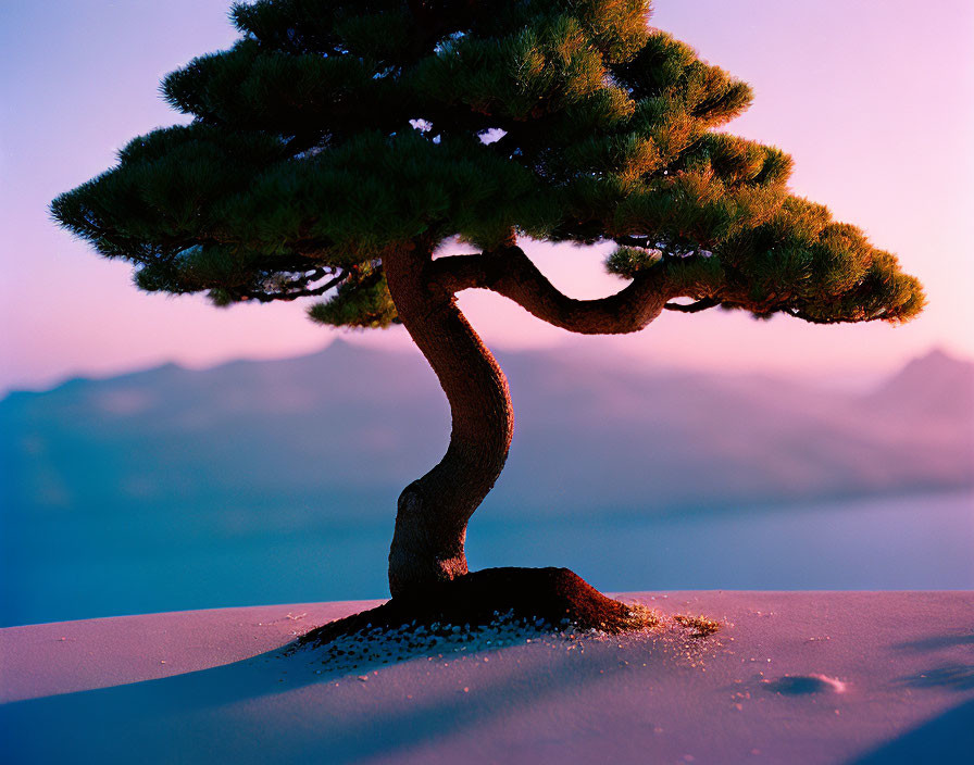 Twisted pine tree on sand mound with mountains and purple dusk sky.