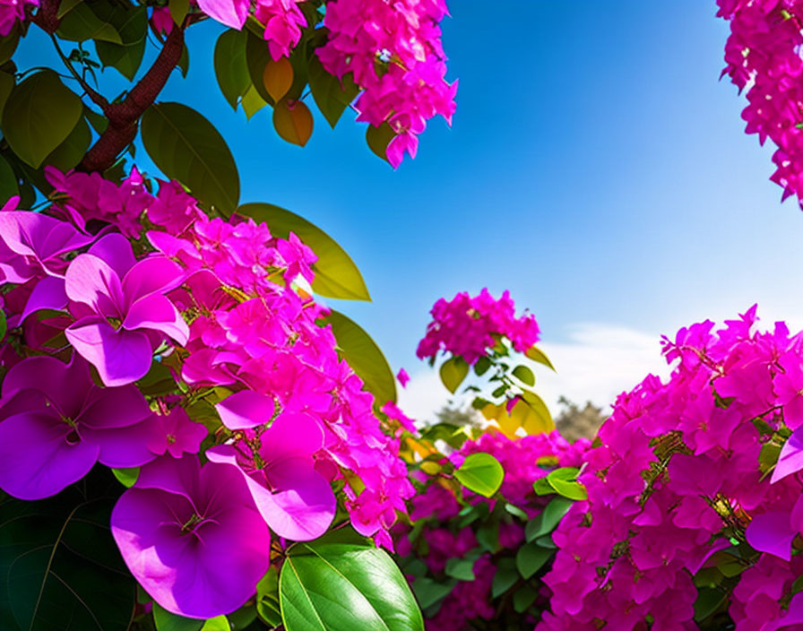 Bright Pink Bougainvillea Flowers Blooming under Clear Blue Sky