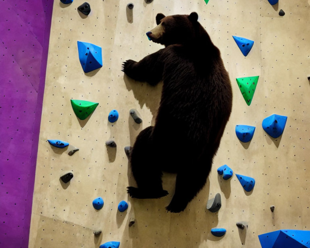 Bear Climbing Wall with Colorful Handholds