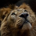 Majestic lion with vibrant mane licking nose amid bubbles and flower on dark background