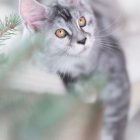 Whimsical pastel artwork of fluffy cat with bunny ears and multi-colored fur