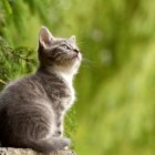 Majestic cat-like creature with peacock tail in mystical forest