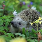 Vibrant forest scene with hedgehog and colorful creatures