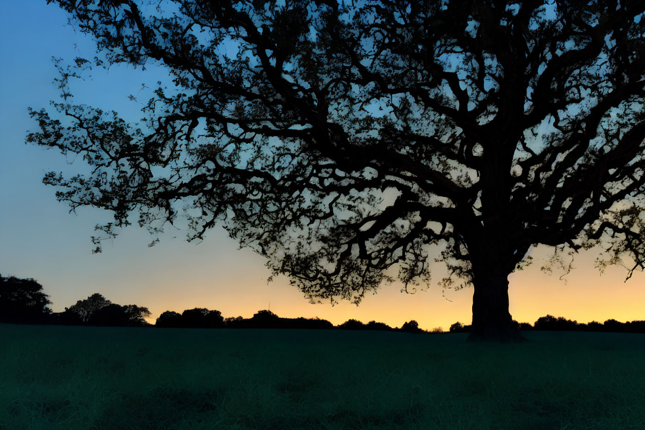 Large tree silhouette against twilight sky with orange horizon and dark foreground.