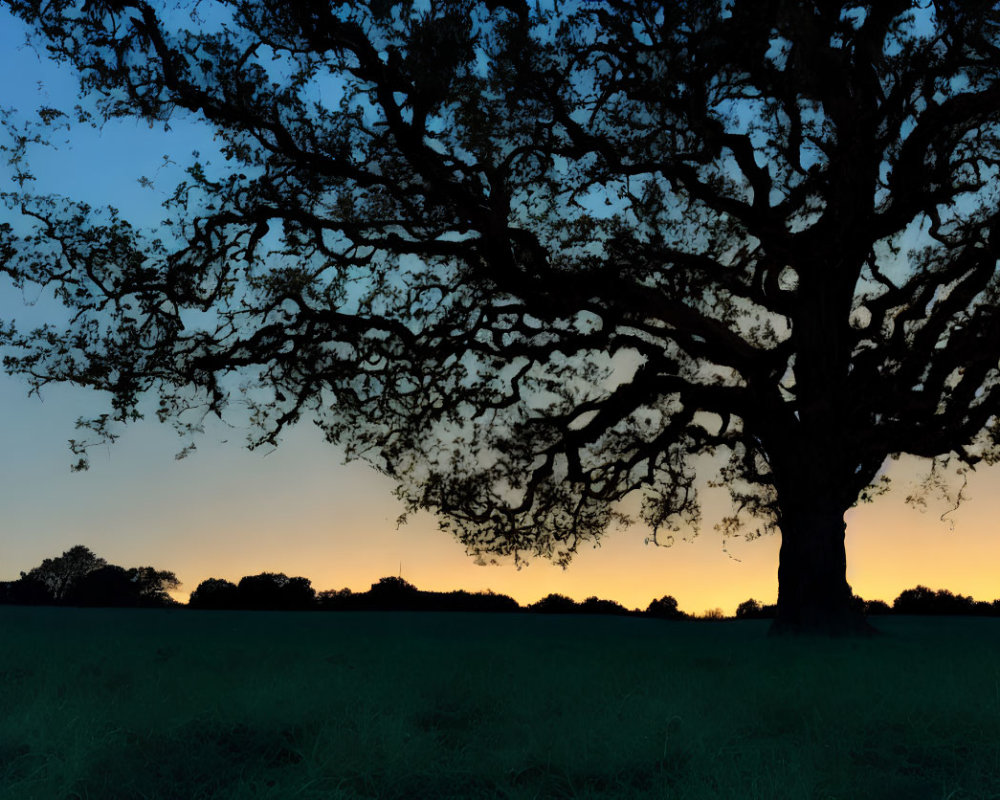 Large tree silhouette against twilight sky with orange horizon and dark foreground.