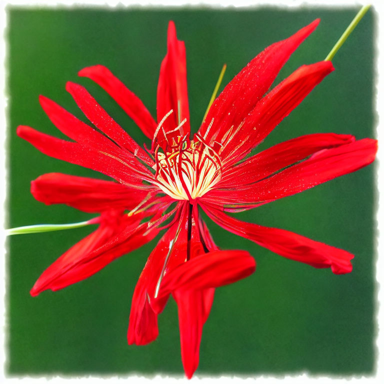 Vibrant red flower with elongated petals and yellow-white center on blurred green backdrop