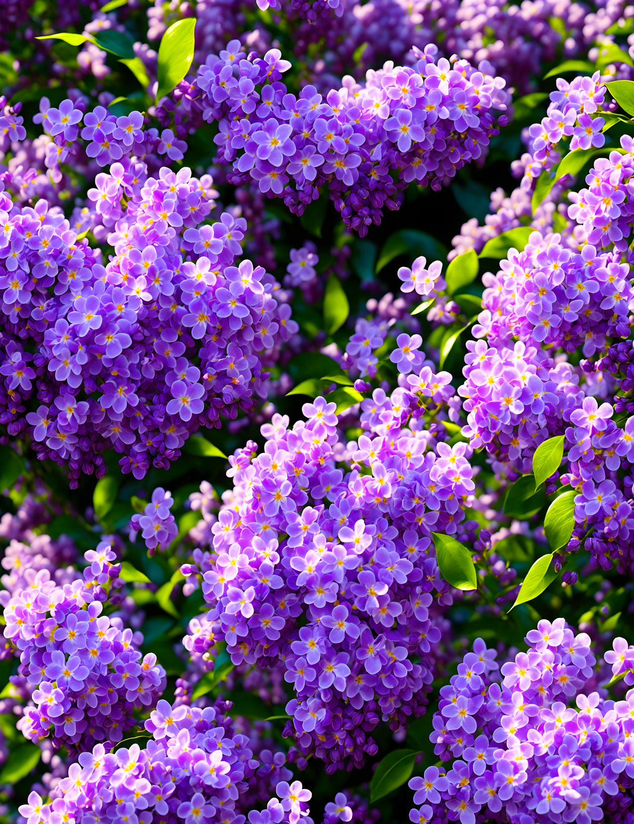 Vibrant purple lilac blooms and green leaves in sunlight