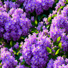 Vibrant purple lilac blooms and green leaves in sunlight