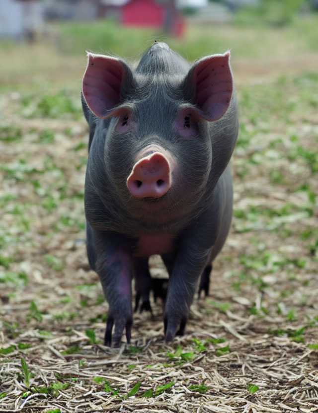 Prominent Snouted Pig Standing on Straw Bed