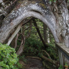 Enchanted moss-covered tree door with purple flowers and magical plant