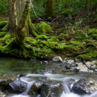 Enchanted forest with whimsical fairy tale houses nestled among mossy rocks and trees by a serene