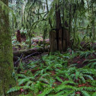 Lush Enchanted Forest with Moss-Covered Trees and Waterfalls