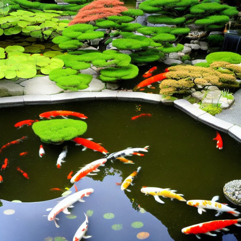 Tranquil Koi Pond with Orange and White Fish among Lily Pads