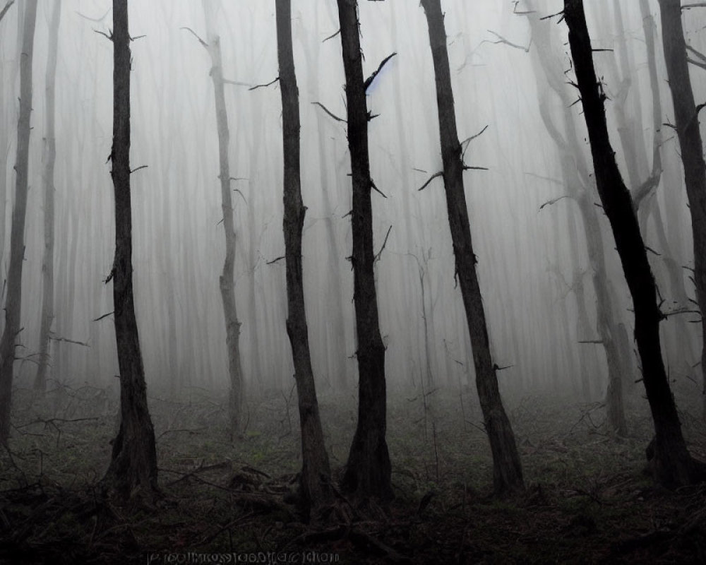 Misty forest scene with eerie atmosphere