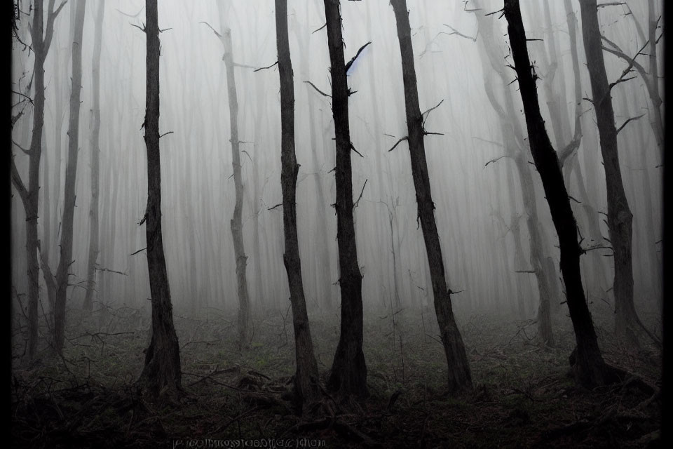 Misty forest scene with eerie atmosphere