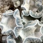 Detailed Feather-Like Ice Formations on Rocky Surface