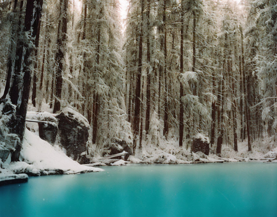 Snow-covered pine trees by calm teal water in serene winter scene