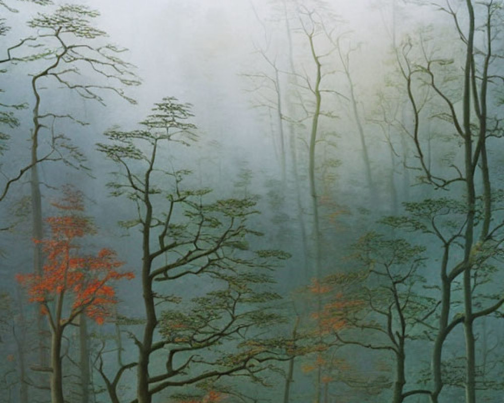 Tranquil forest scene with tall trees and red leaves in soft mist