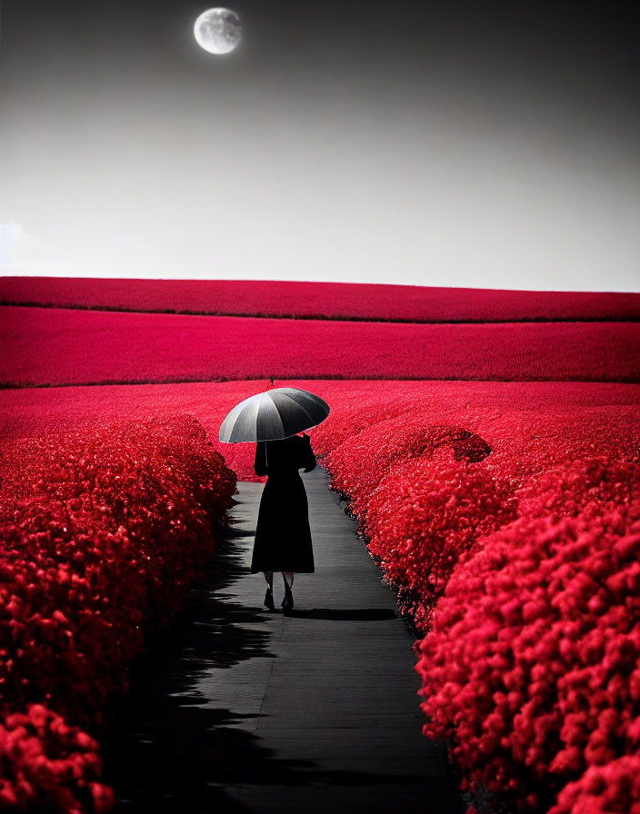 Solitary figure with umbrella in vibrant red fields under full moon