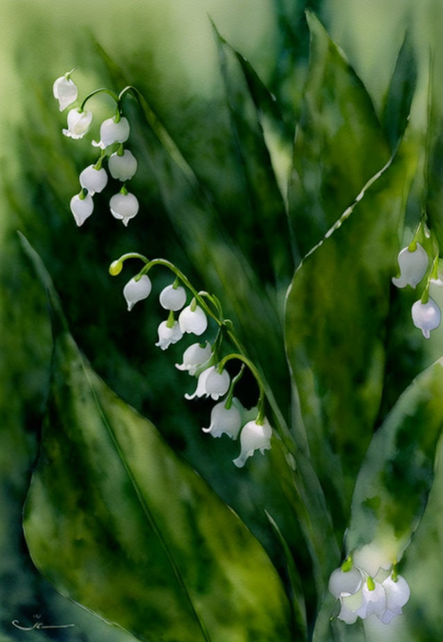 White Bell-Shaped Flowers on Slender Stems Amid Green Leaves