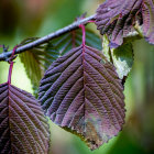 Colorful Blue, Purple, and Orange Leaves with Vein Patterns on Green Background