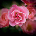 Detailed digital art: Vibrant pink and peach flower with buds and leaves on dark background