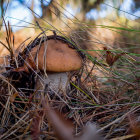 Various patterned mushrooms on blurred earthy backdrop with plant-like textures