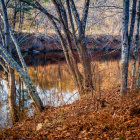 Mystical forest with gnarled tree and orange-leafed trees in mist