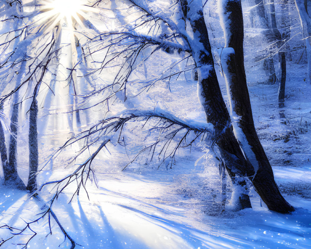 Snowy forest with sunbeams through trees