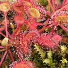 Colorful Coral Reef with Bubbles in Blue Underwater Scene