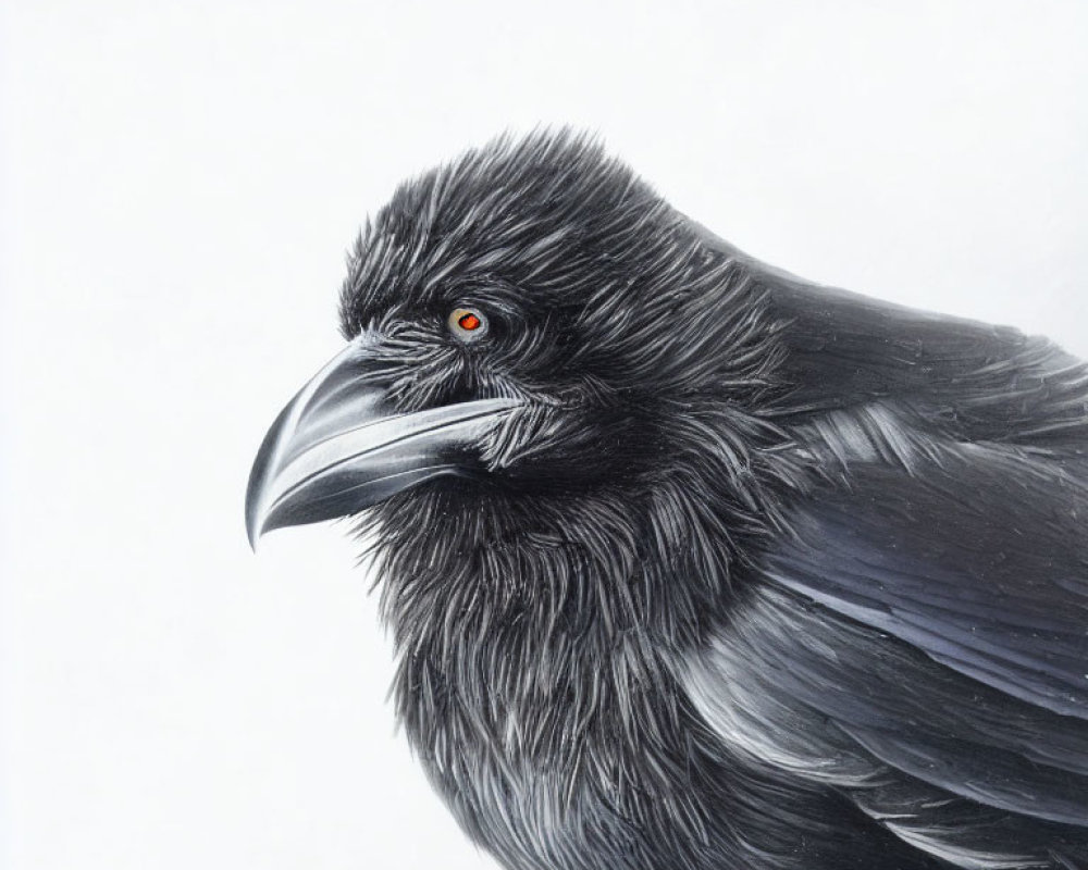 Detailed Drawing of Raven with Black Feathers and Red Eye