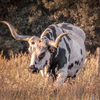 Majestic bull with long curved horns in serene savannah