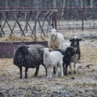 Snowy field with herd of sheep and one prominent larger sheep under gloomy sky