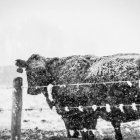 Black and white cow with ear tags in misty setting