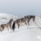 Snowy landscape with horseback riders and free-running horses in misty forest