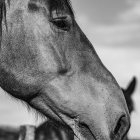 Monochrome close-up of two horses in a field