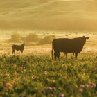 Sunlit field with two cows, calf, lush grass, trees, vibrant sunset sky.